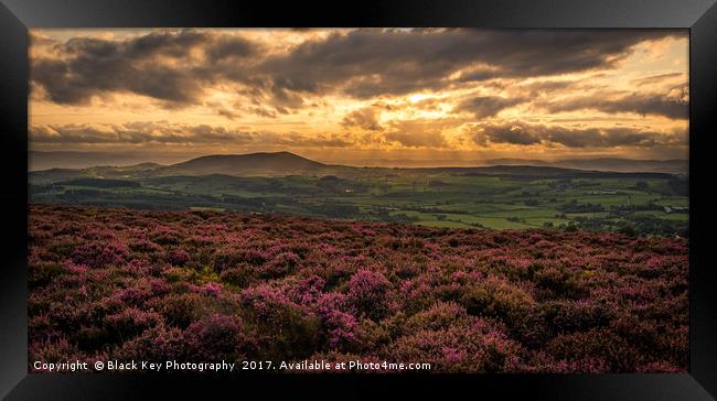 Hidden in Heather, a view from Stiperstones, Shrop Framed Print by Black Key Photography