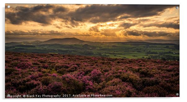 Hidden in Heather, a view from Stiperstones, Shrop Acrylic by Black Key Photography