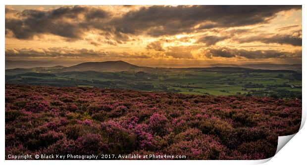 Hidden in Heather, a view from Stiperstones, Shrop Print by Black Key Photography