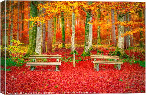 Benches on a carpet of autumn leaves  Canvas Print by Daniela Simona Temneanu