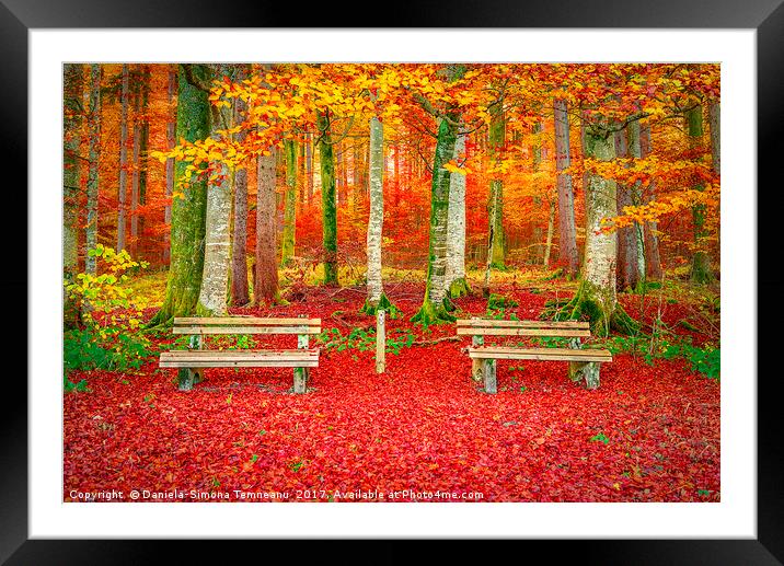 Benches on a carpet of autumn leaves  Framed Mounted Print by Daniela Simona Temneanu