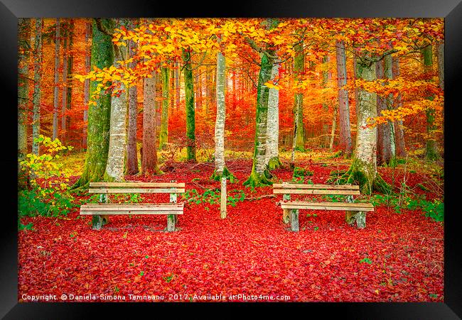 Benches on a carpet of autumn leaves  Framed Print by Daniela Simona Temneanu