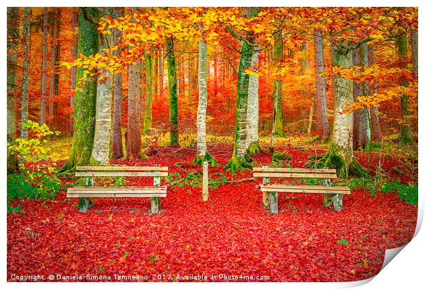 Benches on a carpet of autumn leaves  Print by Daniela Simona Temneanu