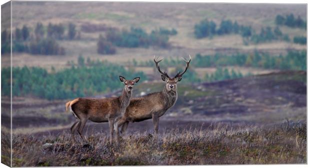 Red Deer  Canvas Print by Macrae Images