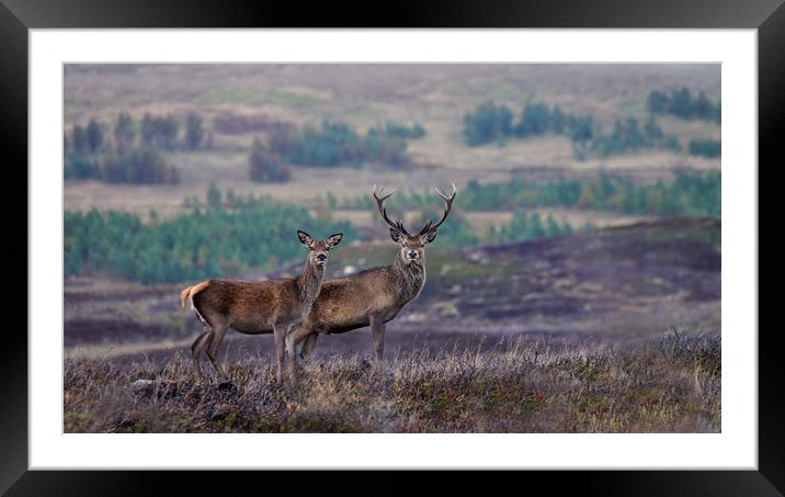 Red Deer  Framed Mounted Print by Macrae Images