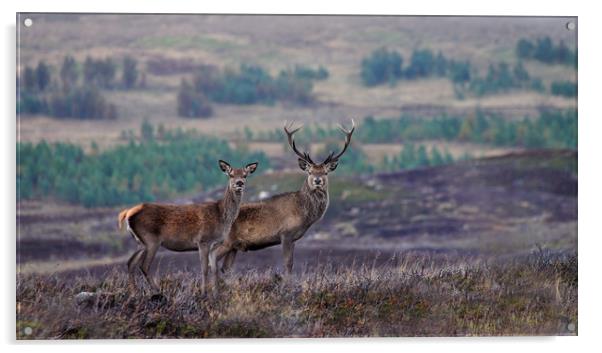 Red Deer  Acrylic by Macrae Images