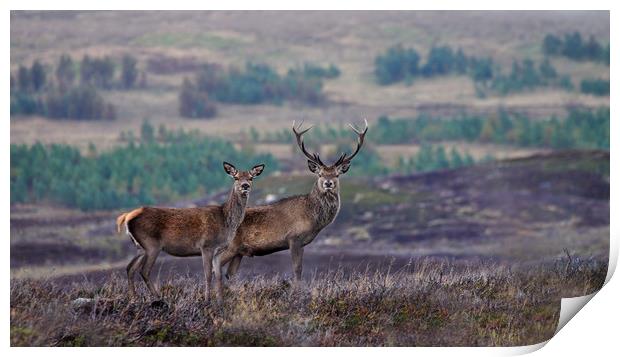 Red Deer  Print by Macrae Images