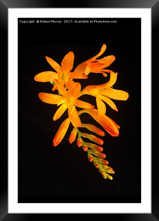 Montbretia on Black Framed Mounted Print by Robert Murray