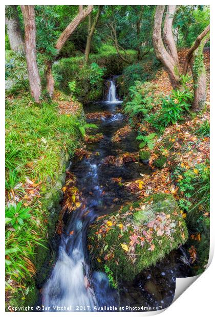 Autumn Forest Stream Print by Ian Mitchell