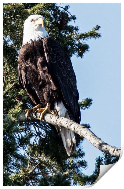 Bald Eagle Perches Print by Janet Mann