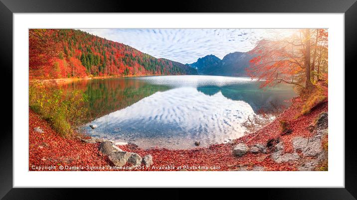 Alpsee lake in autumn colors Framed Mounted Print by Daniela Simona Temneanu