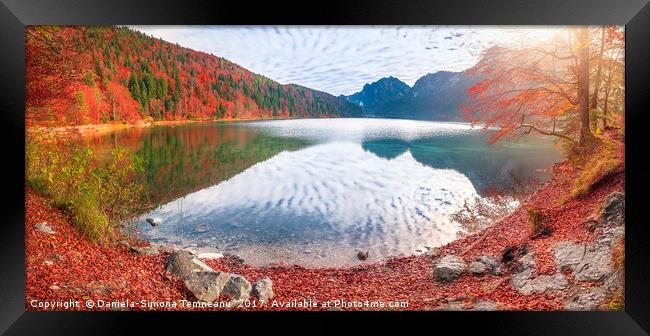 Alpsee lake in autumn colors Framed Print by Daniela Simona Temneanu