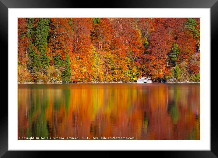 Autumn forest reflected in the Alpsee lake  Framed Mounted Print by Daniela Simona Temneanu