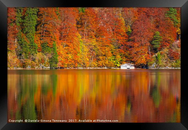 Autumn forest reflected in the Alpsee lake  Framed Print by Daniela Simona Temneanu