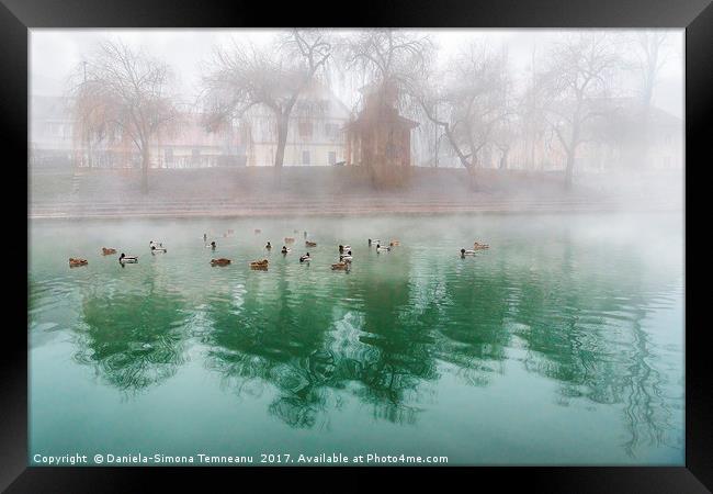Flock of ducks on a foggy river Framed Print by Daniela Simona Temneanu