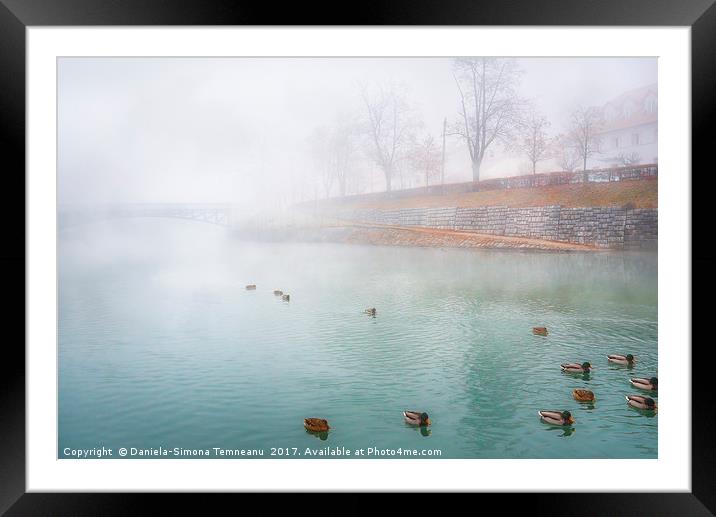 Foggy river and wild ducks Framed Mounted Print by Daniela Simona Temneanu