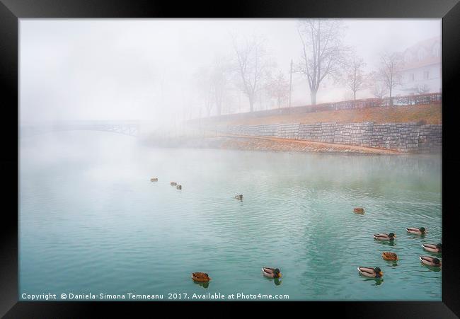 Foggy river and wild ducks Framed Print by Daniela Simona Temneanu