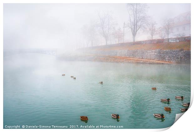 Foggy river and wild ducks Print by Daniela Simona Temneanu