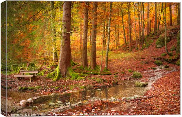 Forest in autumn colors Canvas Print by Daniela Simona Temneanu