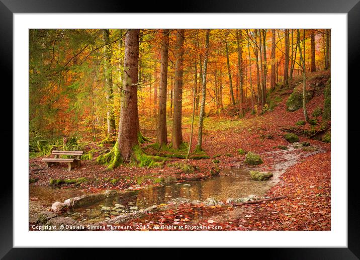 Forest in autumn colors Framed Mounted Print by Daniela Simona Temneanu