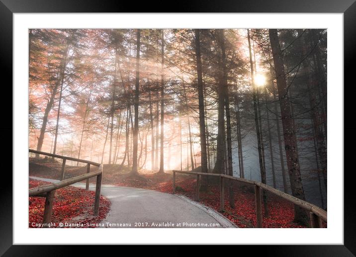 Forest road enlightened by autumn sunshine Framed Mounted Print by Daniela Simona Temneanu