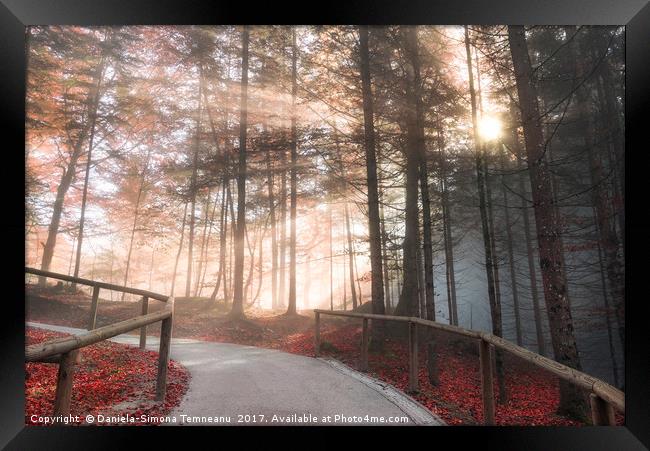 Forest road enlightened by autumn sunshine Framed Print by Daniela Simona Temneanu