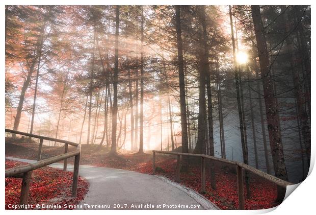 Forest road enlightened by autumn sunshine Print by Daniela Simona Temneanu