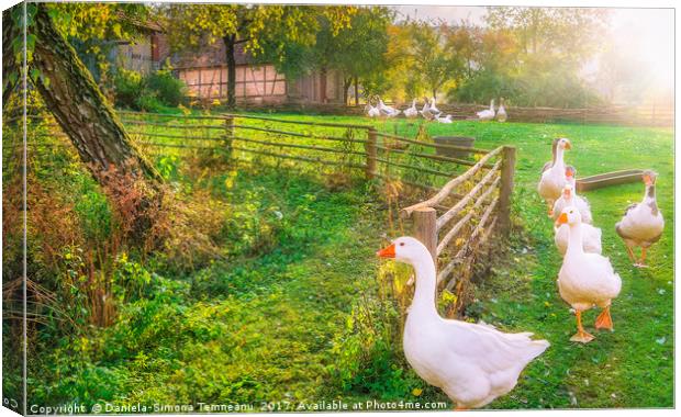 Gaggle of geese exiting a yard Canvas Print by Daniela Simona Temneanu