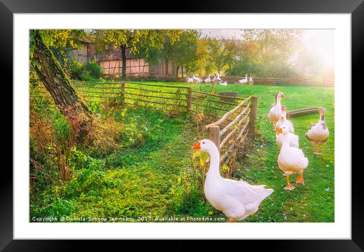 Gaggle of geese exiting a yard Framed Mounted Print by Daniela Simona Temneanu