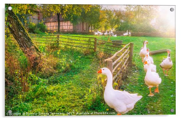 Gaggle of geese exiting a yard Acrylic by Daniela Simona Temneanu