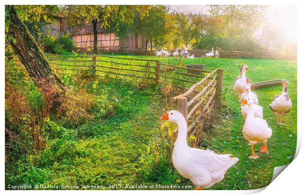 Gaggle of geese exiting a yard Print by Daniela Simona Temneanu