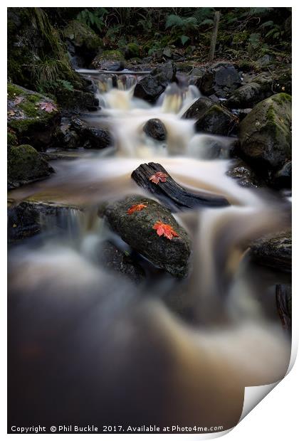 Cat Gill Falls Print by Phil Buckle