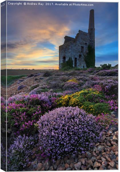 Heather at Sunset (Tywarnhayle) Canvas Print by Andrew Ray
