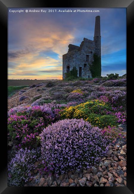 Heather at Sunset (Tywarnhayle) Framed Print by Andrew Ray