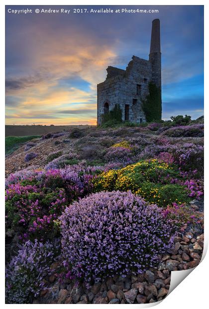 Heather at Sunset (Tywarnhayle) Print by Andrew Ray