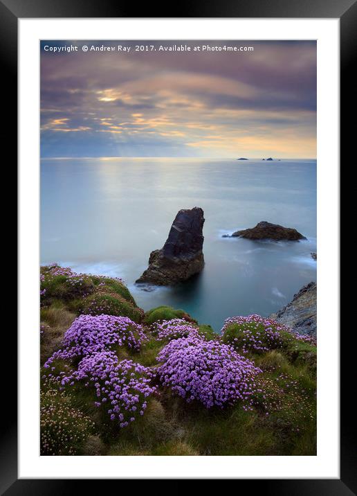 Sea Stack at Treyarnon  Framed Mounted Print by Andrew Ray
