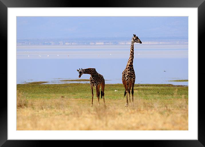 Giraffes Framed Mounted Print by Massimiliano Acquisti