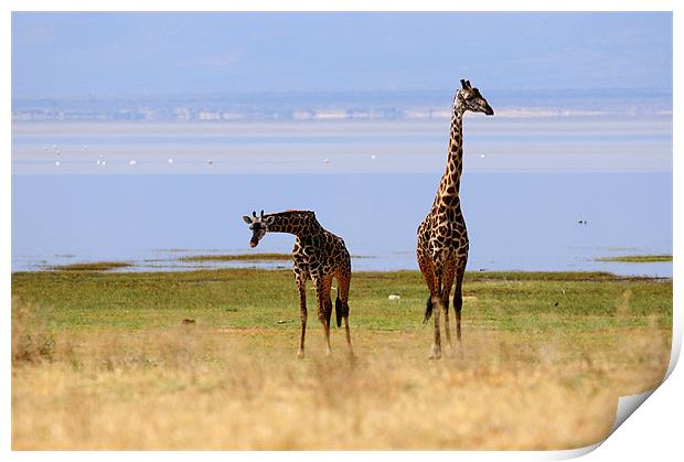 Giraffes Print by Massimiliano Acquisti