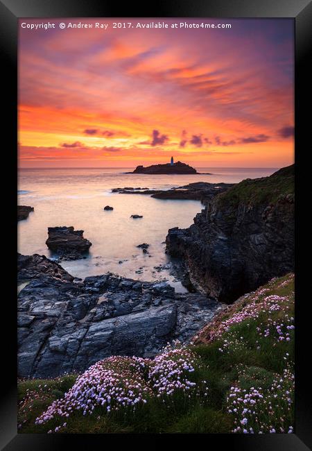 Spring Flowers at Sunset (Godrevy) Framed Print by Andrew Ray
