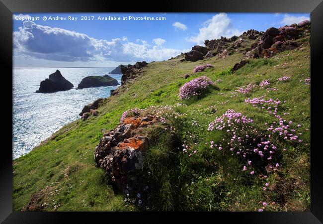Thrift at Kynance Cove  Framed Print by Andrew Ray