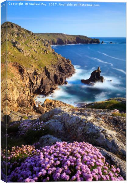 Thrift on Mayon Cliff (Sennen Cove) Canvas Print by Andrew Ray