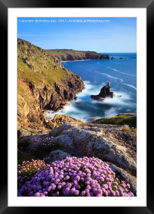 Thrift on Mayon Cliff (Sennen Cove) Framed Mounted Print by Andrew Ray