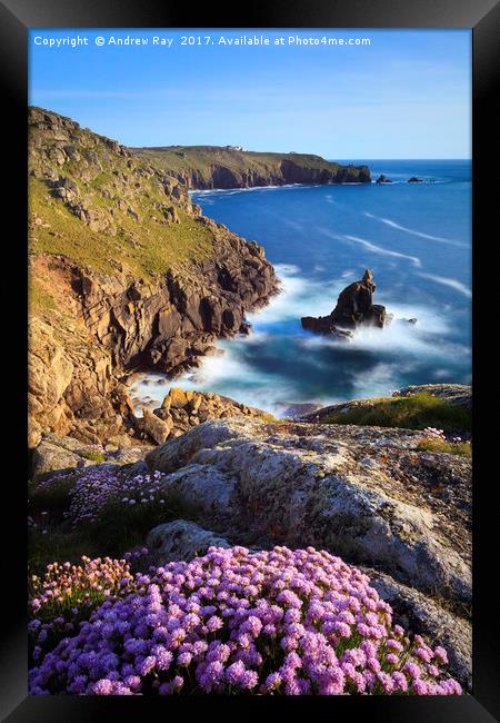 Thrift on Mayon Cliff (Sennen Cove) Framed Print by Andrew Ray