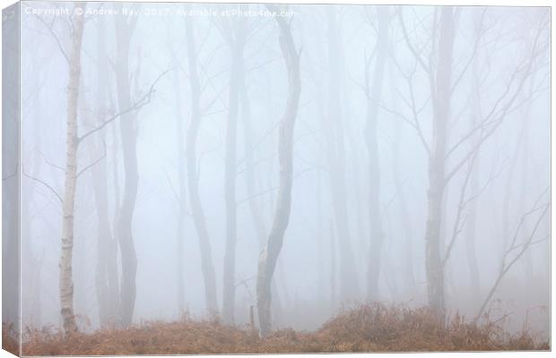 Tree's in the Mist Canvas Print by Andrew Ray