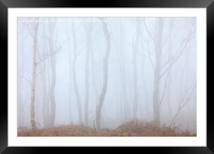 Tree's in the Mist Framed Mounted Print by Andrew Ray
