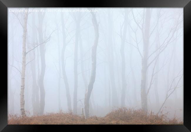 Tree's in the Mist Framed Print by Andrew Ray