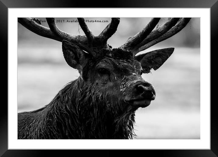 Portrait of a Stag Framed Mounted Print by Tom Hard