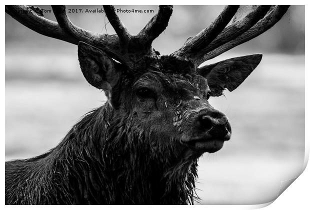 Portrait of a Stag Print by Tom Hard
