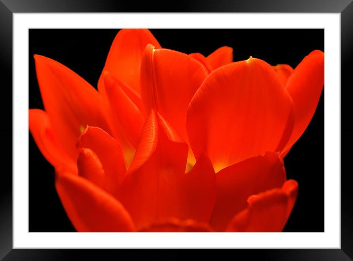 Tulip Petals Framed Mounted Print by Mary Lane