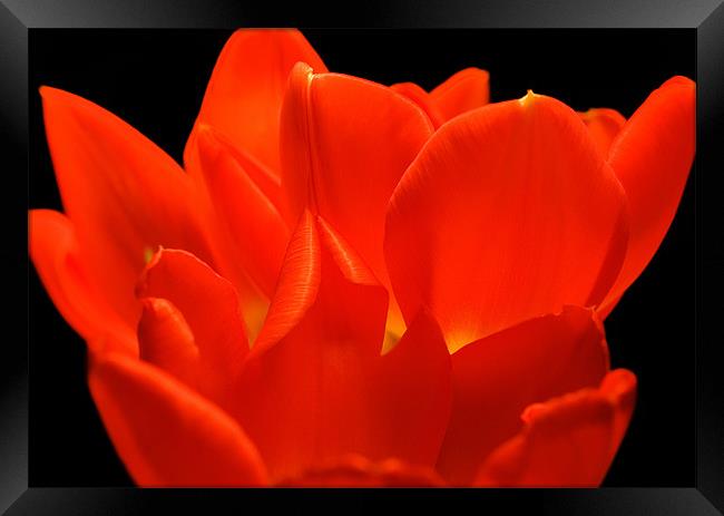 Tulip Petals Framed Print by Mary Lane